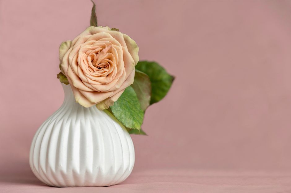 A single peach-colored rose with soft, layered petals and green foliage sits in a white, ribbed ceramic vase with a rounded shape. The rose is fresh, with petals slightly curled at the edges, and is p