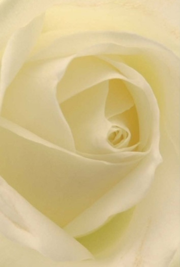 Gazing into the softly illuminated profile of this classic white rose, you are transported into a scene that embodies both sophistication and calm so distinctive to Cockfosters. Each petal sits perfectly layered, blending shades of creamy white and delicate ivory, reminiscent of light gently filtering through the canopy of Trent Park. The spiraled core conveys a sense of purity and inner strength, its almost flawless design suggesting enduring affection and resilience. Subtle gradient shadows add a hushed depth, making the bloom seem as if it glows from within. For those in Cockfosters, an arrangement like this extends beyond simple beauty; it carries the weight of authentic emotion-a romantic note, a sincere apology, or an elegant centrepiece at an event in nearby Hadley Wood. The detail and harmony within the petals speak of careful selection by the florists at Flower Delivery Cockfosters, whose expertise ensures every bouquet conveys just the right sentiment, whether for celebration or comfort.
